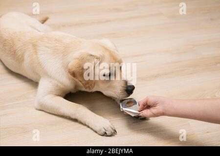 Nahaufnahme der weiblichen Besitzerin, die Pille zu Welpen labrador zu Hause. Stockfoto