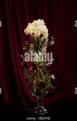 Narzissen und Spirea Brautschleier / Busch-Display in Vase mit dunklen, burgunderrot / Wein farbigen Hintergrund. Studio-Einrichtung und Beleuchtung Stockfoto