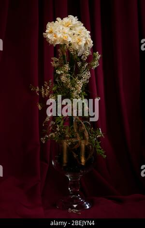 Narzissen und Spirea Brautschleier / Busch-Display in Vase mit dunklen, burgunderrot / Wein farbigen Hintergrund. Studio-Einrichtung und Beleuchtung Stockfoto