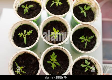 Draufsicht junge Tomatensprossen Sämlinge in Kunststoffbox auf Fenster. Stockfoto