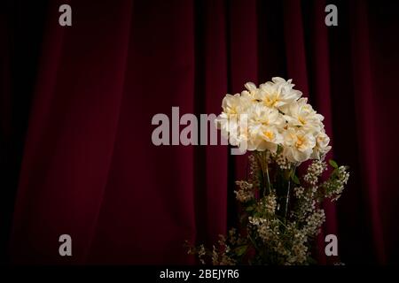 Narzissen und Spirea Brautschleier / Busch-Display in Vase mit dunklen, burgunderrot / Wein farbigen Hintergrund. Studio-Einrichtung und Beleuchtung mit Kopierraum Stockfoto