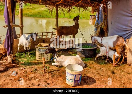 Ziegen in einer Hütte in der Nähe des Sangkae Flusses, Battambang, Kambodscha Stockfoto