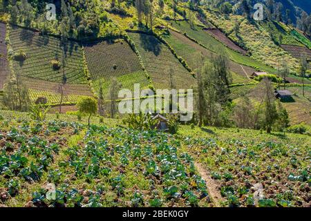 Traditionelles Dorf Cemoro Lawang, umgeben von Feldern. Ost-Java, Indonesien. Cemoro Lawang Dorf liegt in der Nähe Vulkan Bromo. Stockfoto