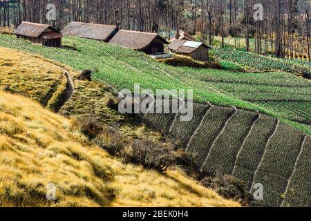 Traditionelles Dorf Cemoro Lawang, umgeben von Feldern. Ost-Java, Indonesien. Cemoro Lawang Dorf liegt in der Nähe Vulkan Bromo. Stockfoto