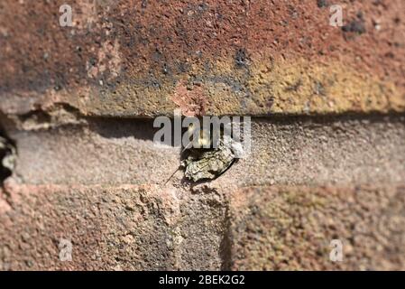 Rote Biene männlich (Osmia bicornis) späht aus Loch in der Wand in England, Großbritannien Stockfoto