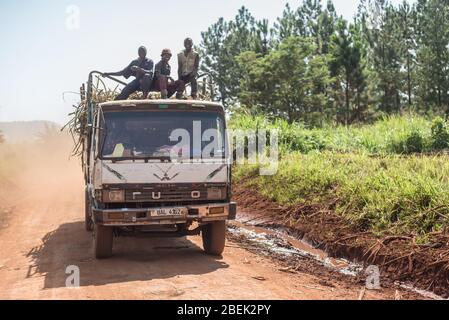 Fort Portal / Uganda - 30. September 2016: Männer fahren über das Taxi eines LKW auf einem Feldweg in der ugandischen Landschaft Stockfoto