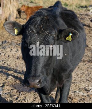 Trossachs, Großbritannien. 13. April 2019. Im Bild: Eine sehr neugierige schwarze Milchkuh kommt zum Zaun, um die Kamera zu betrachten. Normalerweise ist sie an vorbeiziehende Touristen gewöhnt, aber während der Sperrung hatte sie nur wenige Interaktionen. Aufgrund der britischen und schottischen Absperrung des Coronavirus (COVID-19) hat die Polizei die Sperrung durchgesetzt und die Menschen haben die Warnung ernst genommen, da alle Touristen- und Schönheits-Hotspots mit Straßensperren abgesperrt wurden. Quelle: Colin Fisher/Alamy Live News. Stockfoto