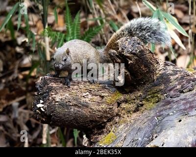 Pallas-Eichhörnchen, Callosciurus erythraeus, jagt entlang eines gefallenen Baumes in einem japanischen Wald nach Nahrung. Ursprünglich aus Südostasien, sind diese Eichhörnchen Stockfoto