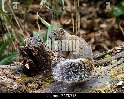 Pallas-Eichhörnchen, Callosciurus erythraeus, jagt entlang eines gefallenen Baumes in einem japanischen Wald nach Nahrung. Ursprünglich aus Südostasien, sind diese Eichhörnchen Stockfoto