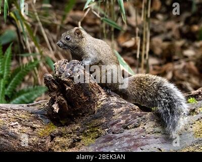 Pallas-Eichhörnchen, Callosciurus erythraeus, jagt entlang eines gefallenen Baumes in einem japanischen Wald nach Nahrung. Ursprünglich aus Südostasien, sind diese Eichhörnchen Stockfoto