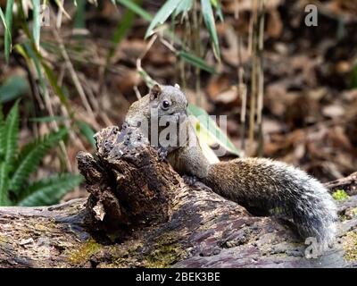 Pallas-Eichhörnchen, Callosciurus erythraeus, jagt entlang eines gefallenen Baumes in einem japanischen Wald nach Nahrung. Ursprünglich aus Südostasien, sind diese Eichhörnchen Stockfoto