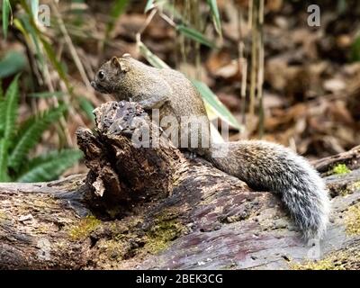 Pallas-Eichhörnchen, Callosciurus erythraeus, jagt entlang eines gefallenen Baumes in einem japanischen Wald nach Nahrung. Ursprünglich aus Südostasien, sind diese Eichhörnchen Stockfoto