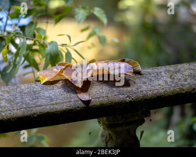 Großes trockenes Blatt auf Betonbalustrade mit Schleim im alten Garten, Petropolis, Rio de Janeiro, Brasilien Stockfoto