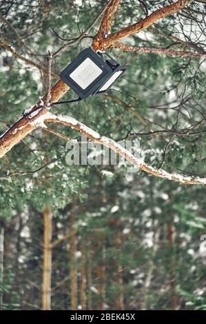 Baum-montiert LED-Scheinwerfer auf den Kiefernzweig im Winter Kiefernwald. Nahaufnahme Stockfoto