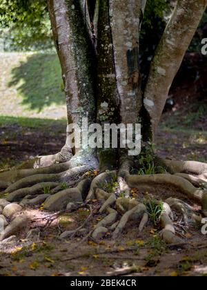 Basis von Baumstamm mit großen Wurzeln, Petropolis, Rio de Janeiro, Brasilien Stockfoto