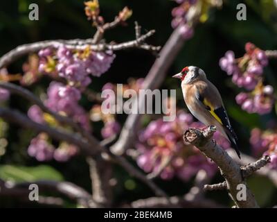 Goldfinch (carduelis carduelis) thront im Frühjahr 2020 auf einem Kirschbaumzweig. Stockfoto