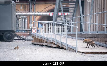 Berlin, Deutschland. April 2020. Ein Fuchs sticht ein Kaninchen im Park am Dreiecksrasen. Kredit: Kay Nietfeld/dpa/Alamy Live News Stockfoto