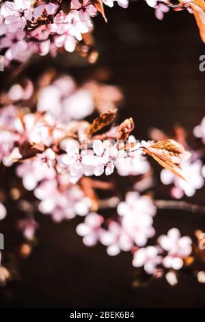 Kirschblüte in Durham, Großbritannien Stockfoto