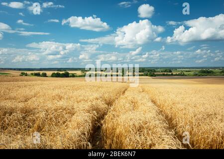 Spuren von Rädern in der goldenen Maserung, Horizont und weißen Wolken auf einem blauen Himmel Stockfoto