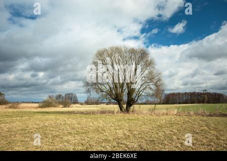 Große Weide ohne Blätter auf einer Wiese, Wolken am blauen Himmel Stockfoto