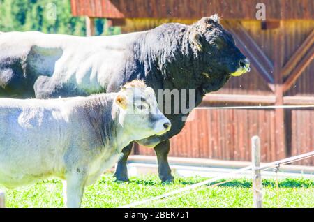 Schwarzer und grauer Bulle, kräftig und kraftvoll und Kalb grasen das Gras in den hohen Bergen Stockfoto