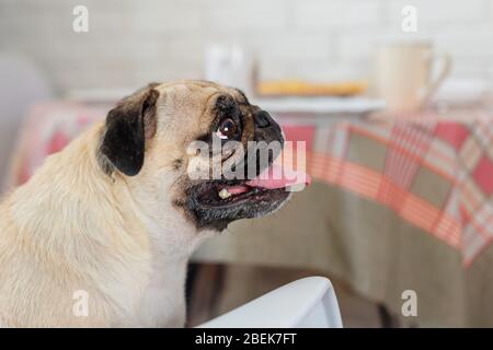 Mops Hund auf einem Stuhl sitzen und warten auf das Essen in der Küche Stockfoto