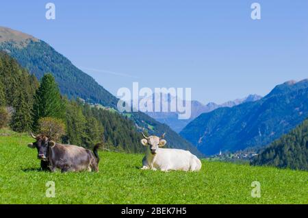 Weidende Kühe, weiße, schwarze und braune Kühe, weiden das Gras in den hohen Bergen Stockfoto