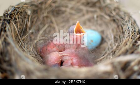 Drei neugeborene Vögel Amsel oder American Robin in einem Nest rufen ihre Mutter. Hungrige Babys sind immer noch blind und haben keine Federn. Das sind sie nur Stockfoto