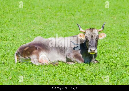 Weidende Kühe, weiße, schwarze und braune Kühe, weiden das Gras in den hohen Bergen Stockfoto