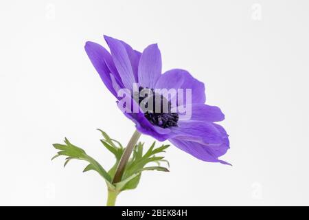 Nahaufnahme eines blauen Anemone coronaria De Caen 'Mr Fokker' Blume vor einem weißen Hintergrund Stockfoto