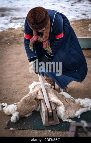 09/03/2020, Burjatien Republik, nahe Ulan-Ude, Sibirien, Russland : Burjat Frau mit gekleideten ethnischen Kleidung arbeitet Tans Tierhaut in der Traditiona Stockfoto