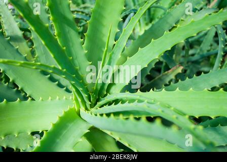Mitte der Aloe-Pflanze, tropische Sukkulente aus der Nähe Stockfoto
