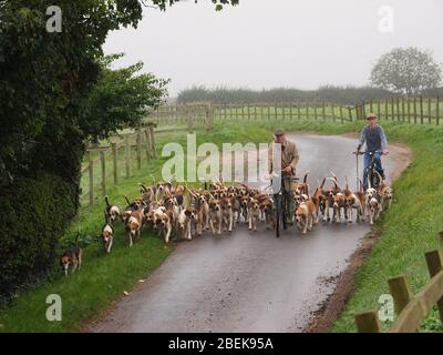 Ein Rudel Fuchs hund wird von Jagdpersonal in einem englischen Dorf ausgeübt. Stockfoto