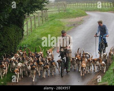 Ein Rudel Fuchs hund wird von Jagdpersonal in einem englischen Dorf ausgeübt. Stockfoto