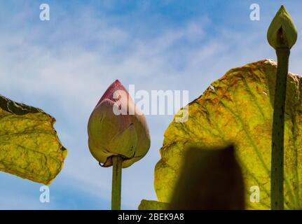 Rosa Seerose im Ho Quoc Tempel, Phu Quoc. Stockfoto