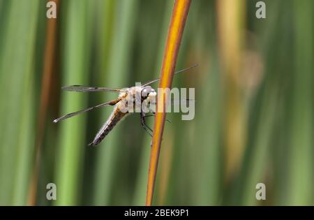 Weibliche breitkörperige Chaser Dragonfly, Libellula depressa, auf EINEM Schilf gegen EINEN diffusen grünen Hintergrund eines Schilfbettes ruhend. Aus Moors Valley UK Stockfoto