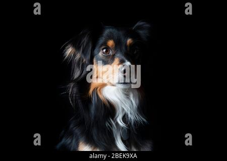 Schwarz Tri Mini amerikanischen Schäferhund Porträt auf schwarz. Stockfoto