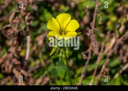 Oxalis pes caprae, Bermuda Buttercup Blume Stockfoto