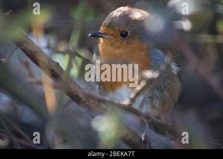 Neugierig Robin sitzt auf Zweig in Blashford Lakes, Großbritannien. Stockfoto