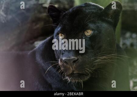 Schwarzer Leopard, der seine Umgebung genau im Auge behält. Stockfoto