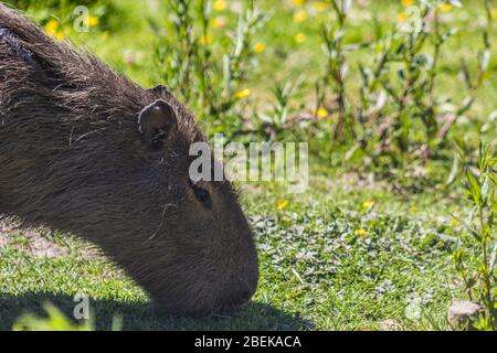 Capybara grasen an einem sonnigen Sommertag im Exmoor Zoo. Stockfoto