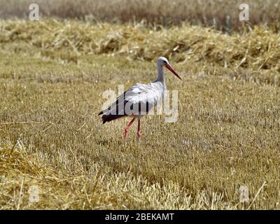 Weißstorch auf einem Stoppelfeld in der Elbmarsch bei Barum, Norddeutschland. Stockfoto