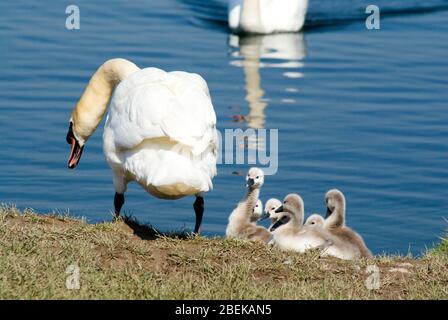 Mute Schwäne und Cygnets, cosmeston Lakes Country Park, penarth, Tal von glamorgan, südwales. Stockfoto