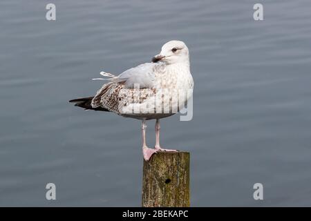 Jungmöwe, larus argentus, ein ominivorer Aas-Vogel, der auf einem Posten im Hafen von Irvine, Schottland, steht Stockfoto