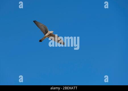 Fliegender Wanderfalke mit ausgebreiteten Flügeln gegen einen blauen Himmel. Fès, Marokko. Stockfoto