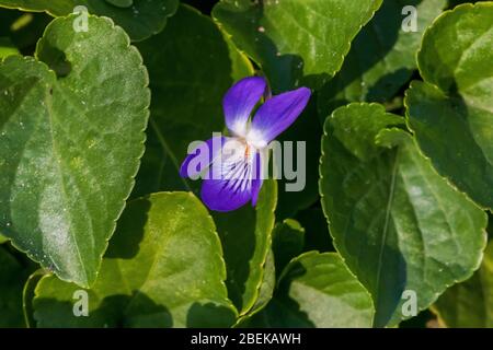 Viola odorata, Wilde Violette Blume Stockfoto