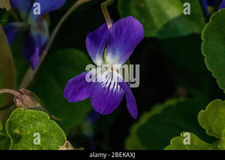 Viola odorata, Wilde Violette Blume Stockfoto