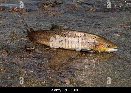 ATLANTISCHER LACHS (Salmo Salar) wandernder Fisch, der aus dem Fluss an einem Wehr, Schottland, Großbritannien, gefegt wurde. Stockfoto