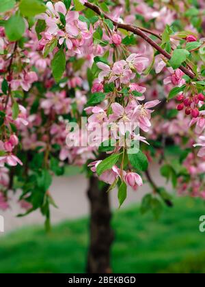 Spring Cherry Blossom Tree in voller Blüte, ganz nah, mit den Zweigen und Blüten kommen herab wie ein Regenschirm, schöne rosa Blüten und grüne Blätter Stockfoto