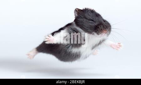 Fliegender Hamster isoliert auf weißem Hintergrund Stockfoto